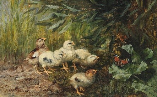 animals