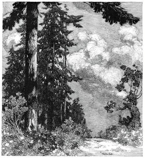 The Pine