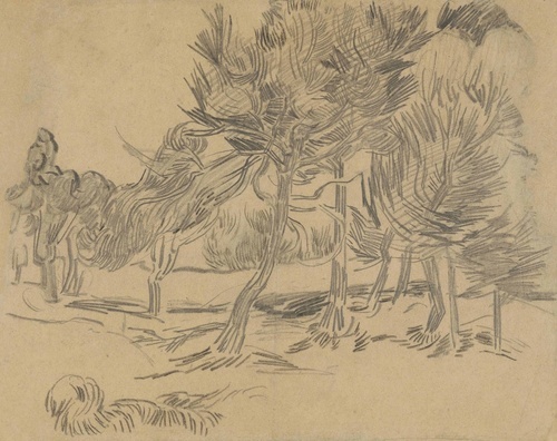 Group of Pines