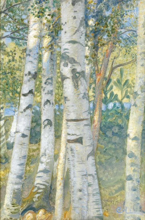 Birch trees 1910