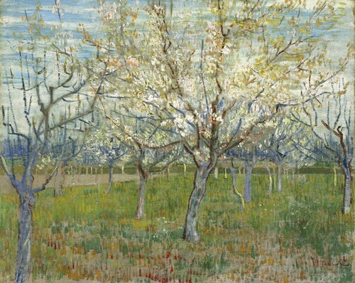 The Pink Orchard also Orchard with Blooming Apricot Trees