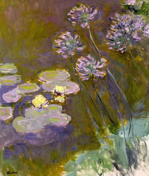 Lekníny a agapanthus