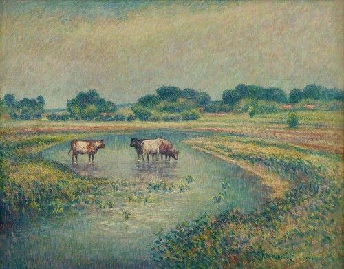 Cows Watering