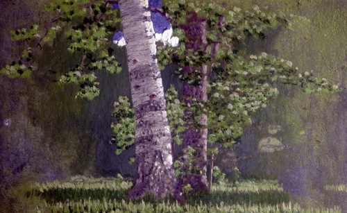 Birch Trunks