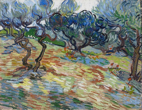 Olive Trees Bright Blue Sky