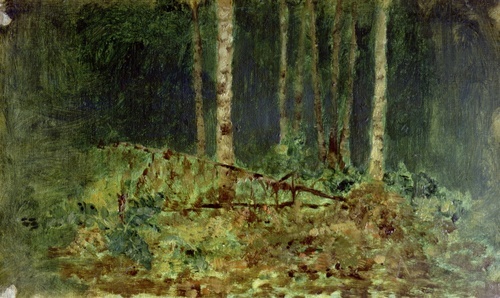 Birches in the Forest