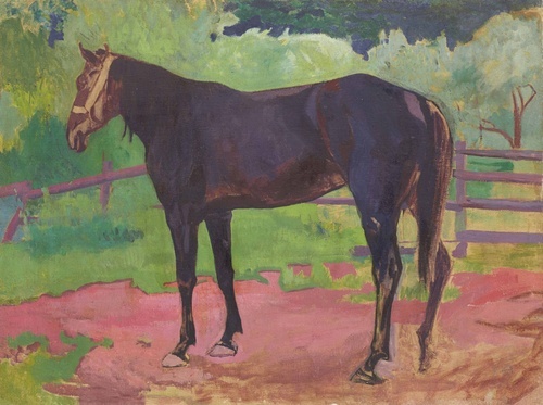 Horse in the Paddock