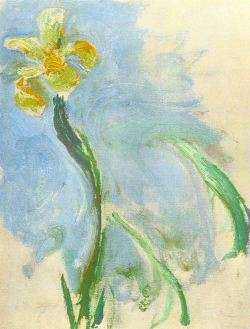 Yellow Iris