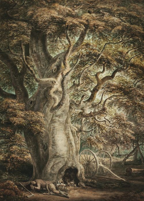 Αρχαία οξιά, Windsor Great Park 1797