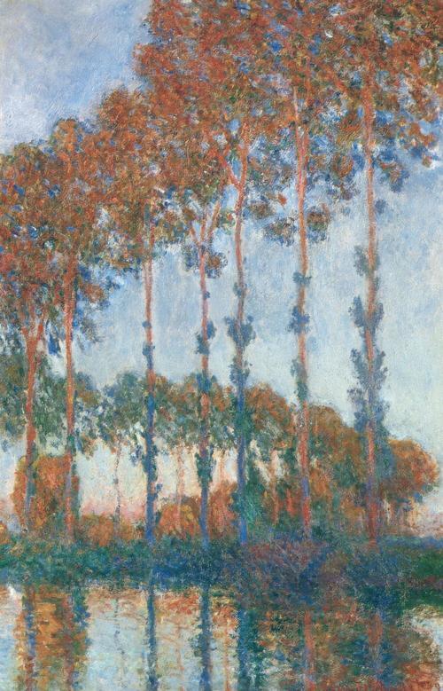 Poplars, Autumn