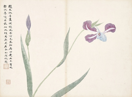 Iris