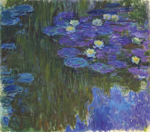 Water Lilies in Bloom
