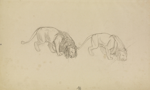 Study of Lions