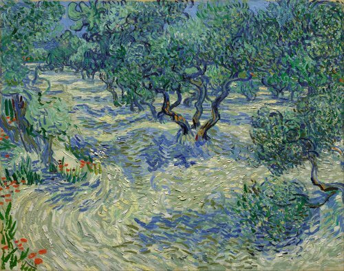 Olive Trees