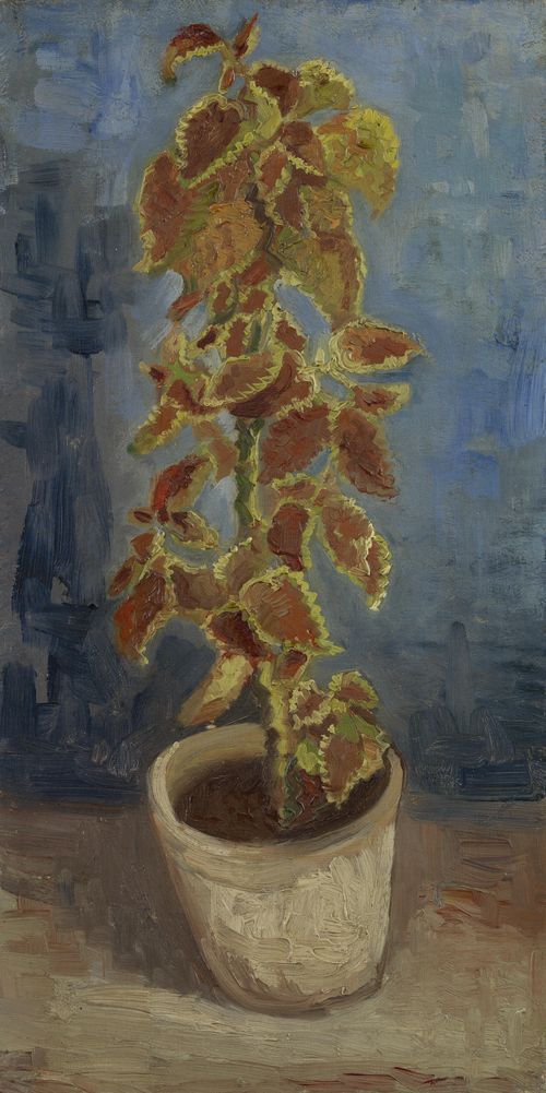 Flame Nettle in a Flowerpot