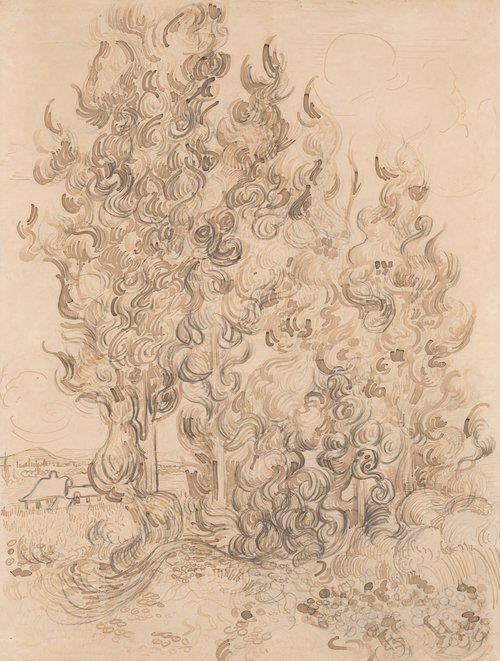 Cypress
