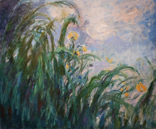 黃色鸢尾花