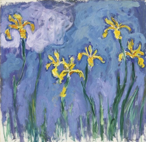 Iris Jaunes au Nuage Rose