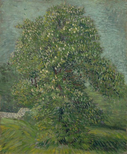 Horse Chestnut Tree in Blossom