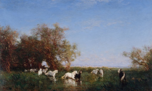 Divocí koně v Camargue