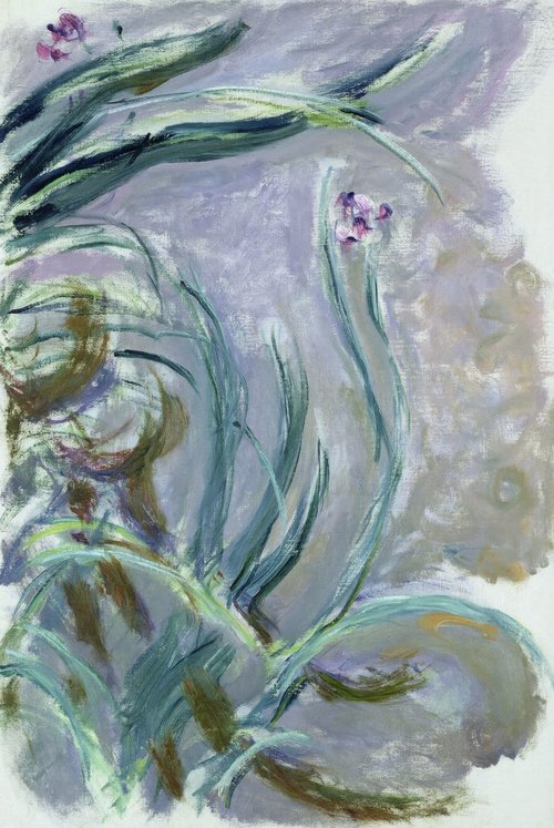 Irisy
