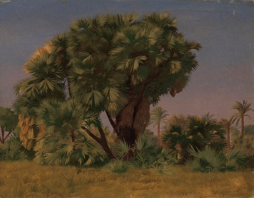 Study of Palm Trees