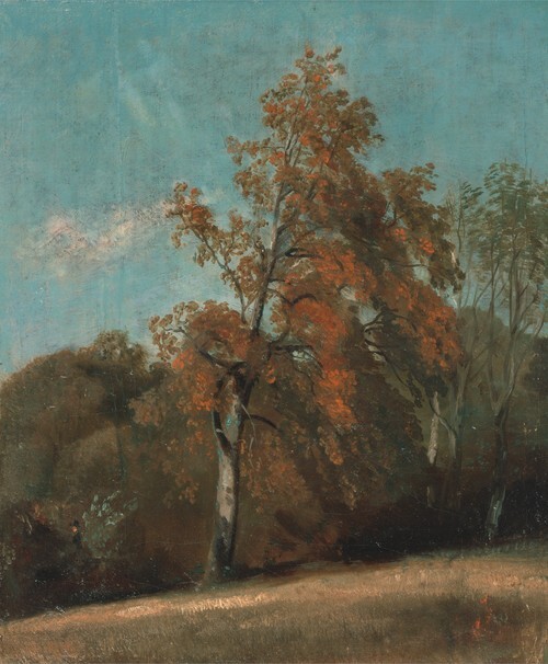 Study of an Ash Tree