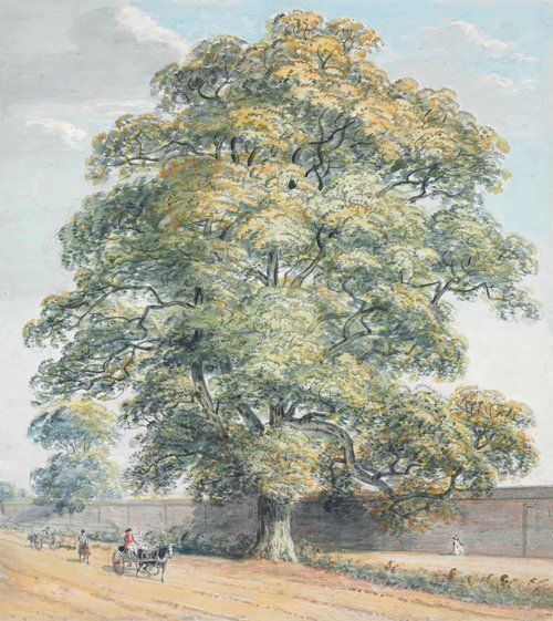 Study of an Oak Tree on the Datchet Lane, Windsor