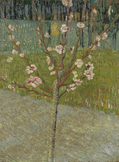 Almond tree in blossom