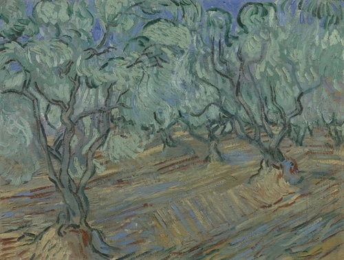 Olive Grove