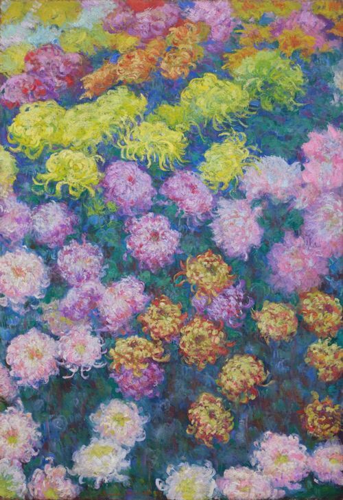 Massif de chrysanthèmes