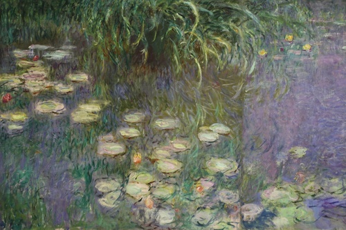 Water Lilies