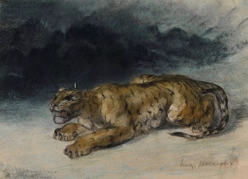 Tiger Preparing to Spring