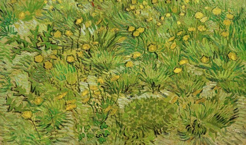 A Field with dandelions