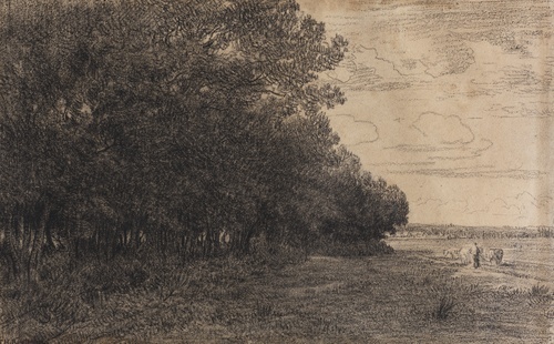 A Small Group of Tall Trees by Macherin Forest