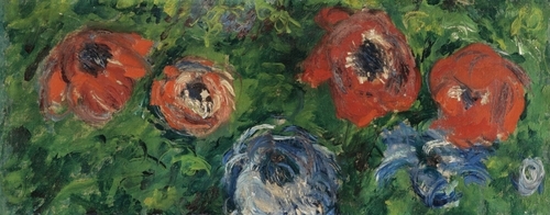 Anemone
