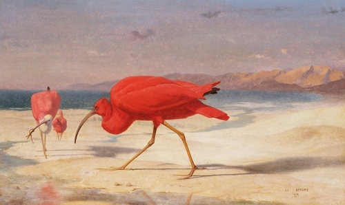 Scarlet Ibis