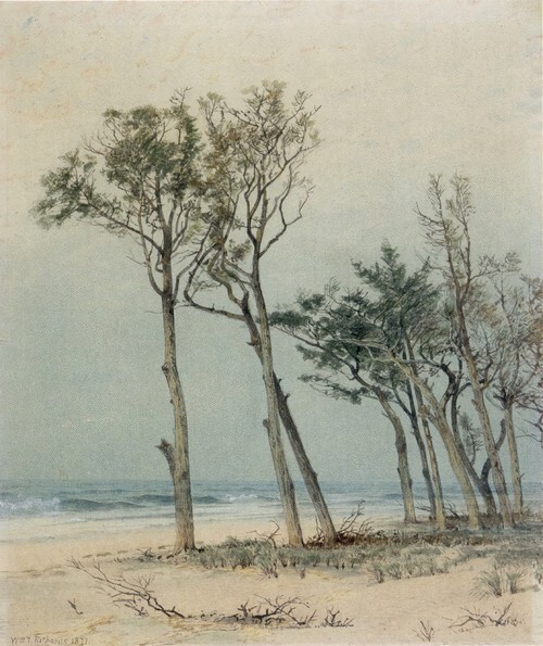 저지 해안의 나무 1871