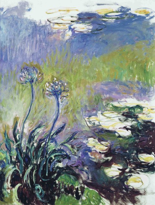 Agapanthus