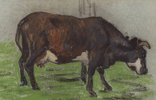 Cows Grazing