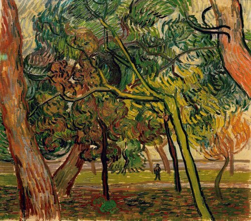 Study of Pine Trees
