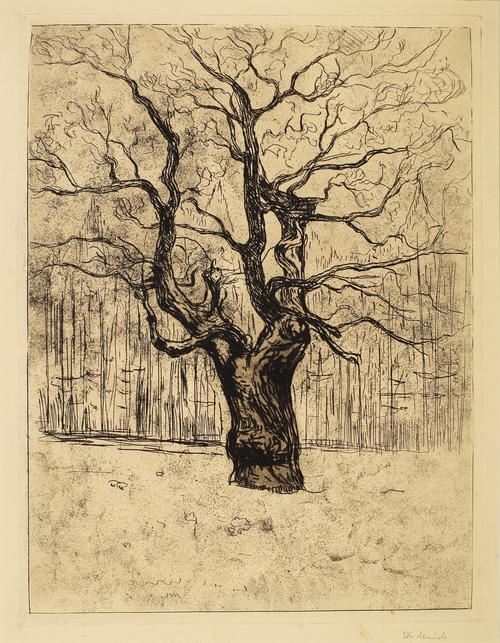 The Oak