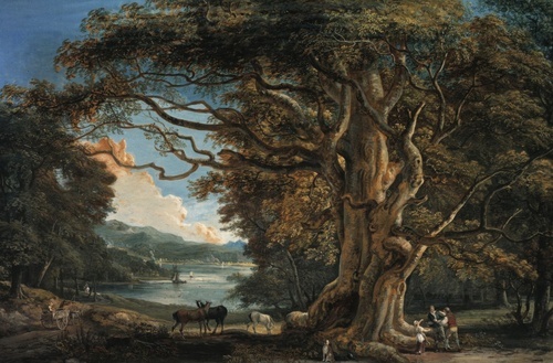 Ancient Beech Tree