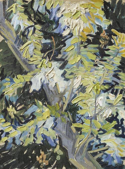 Acacia in Flowers