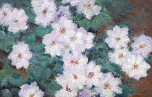 Clematis