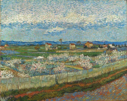 Alberi di pesco in fiore