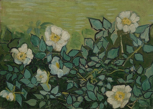 Wild Roses