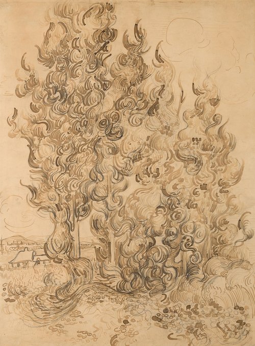 Cypresses