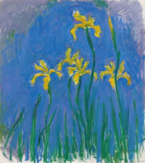 Iris flower