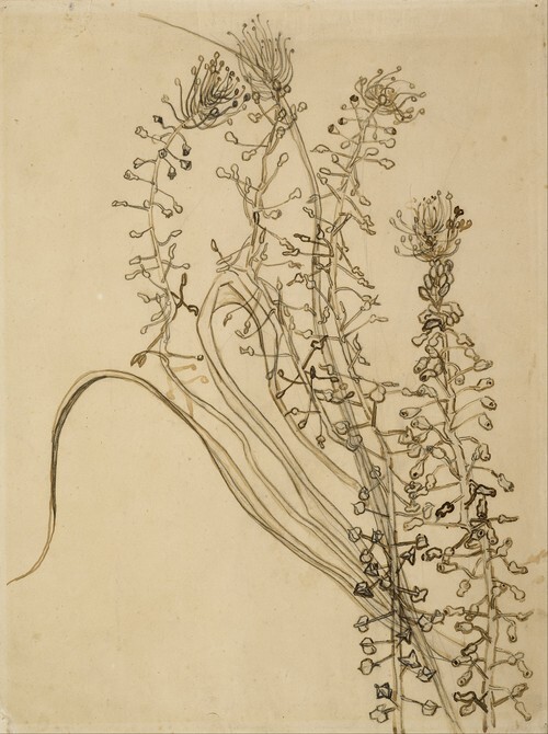 Tasselhyazinthe